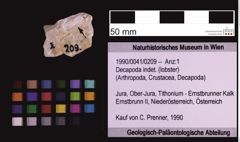 Foto (Objekt + Etiketten) von Decapoda indet. (lobster) (NHMW-GEO-1990-0041-0209)